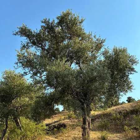 Milas-bodrum Oezel Havuzlu Triplex 빌라 *