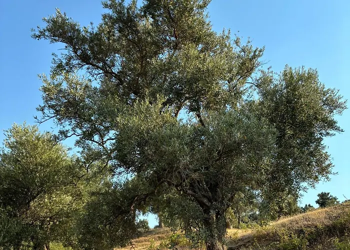 Villa Milas-bodrum Oezel Havuzlu Triplex *